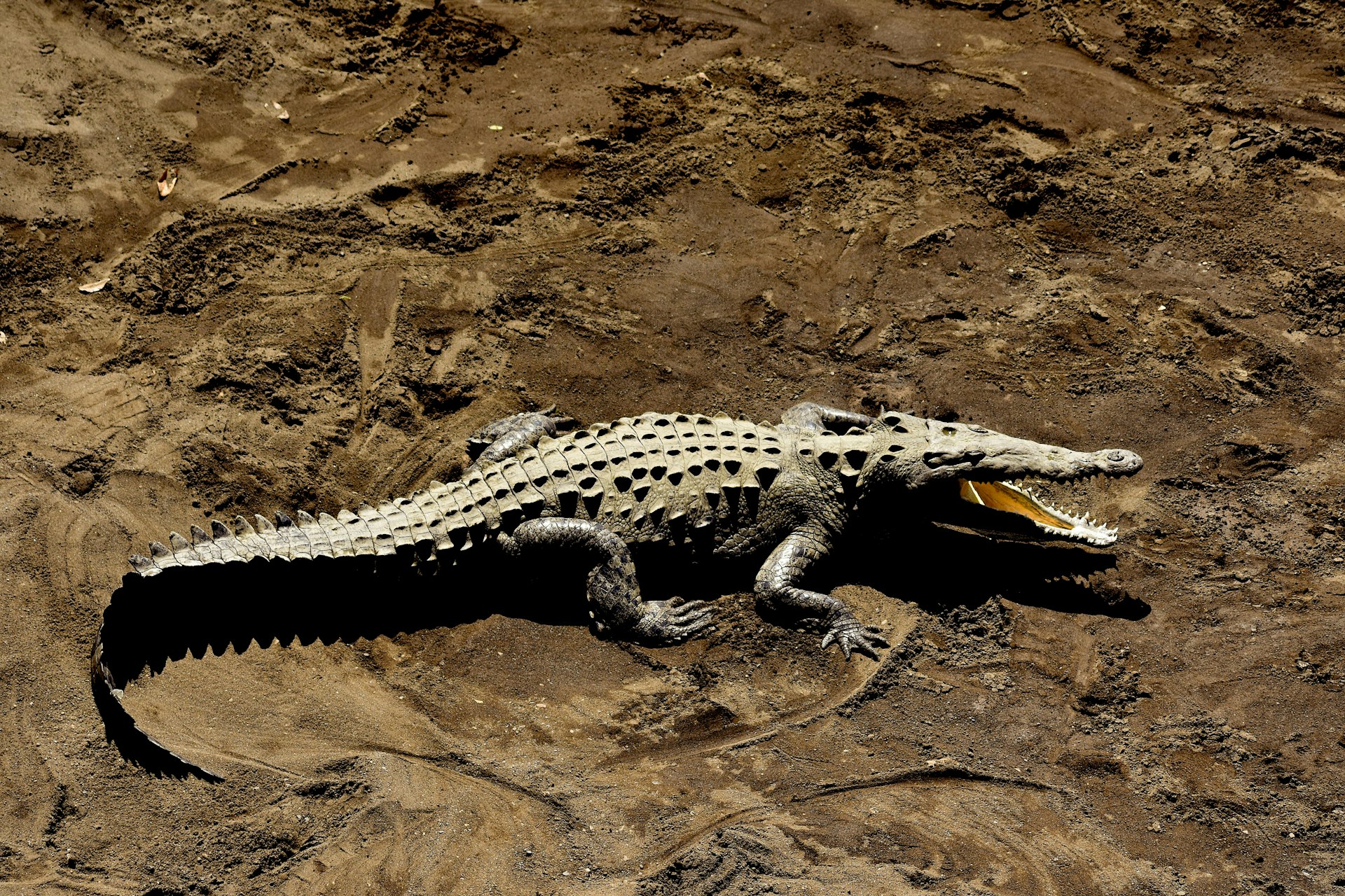 gray alligator at daytime