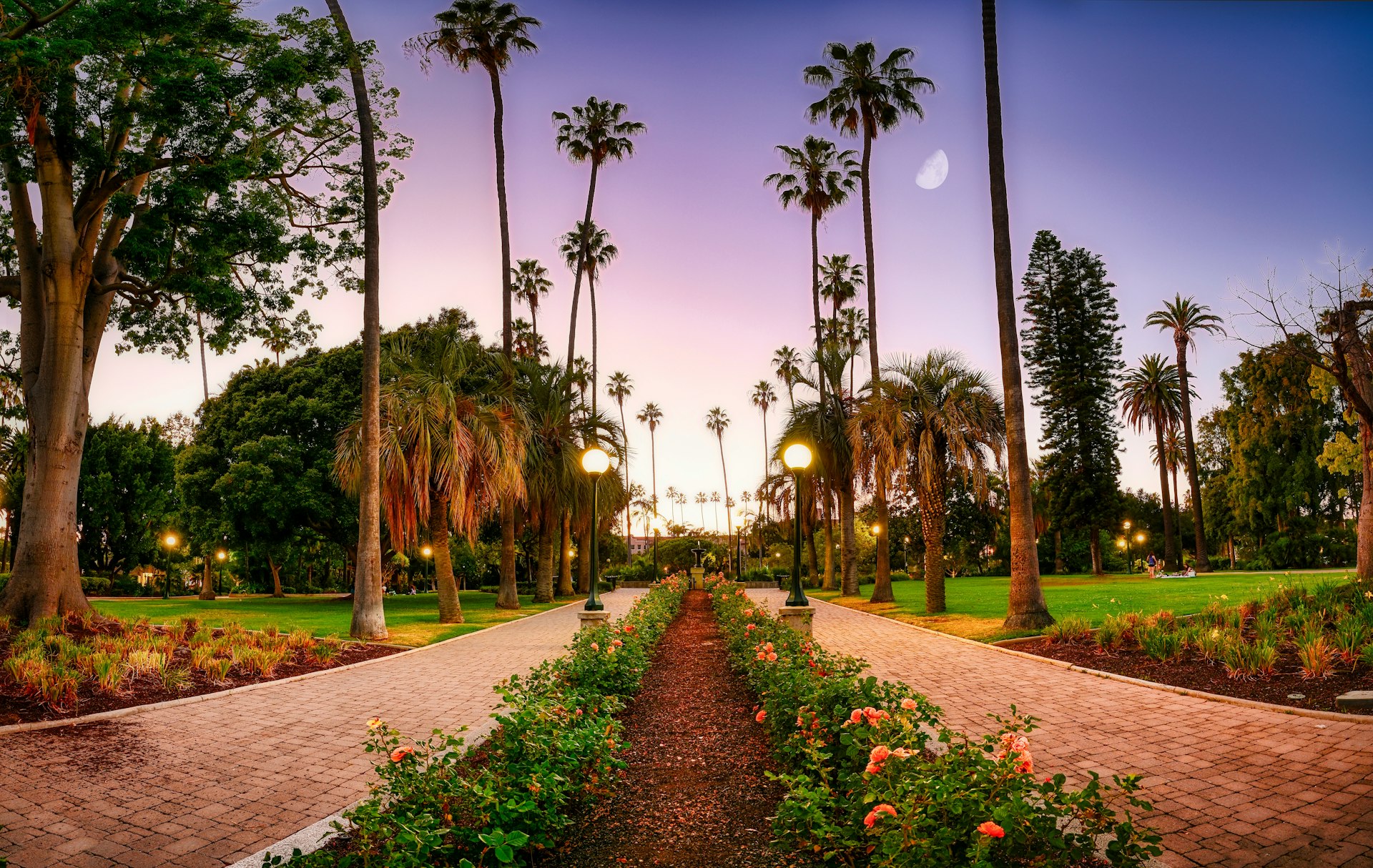 red flower garden near green trees during daytime