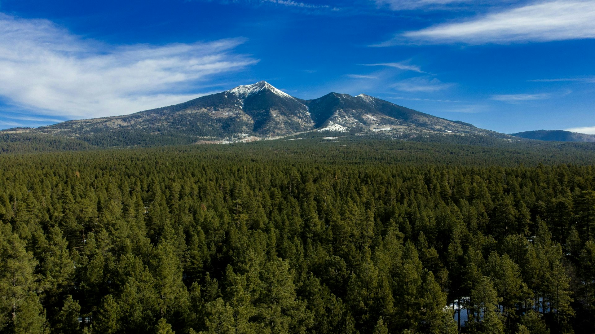 A large forest with a mountain in the background