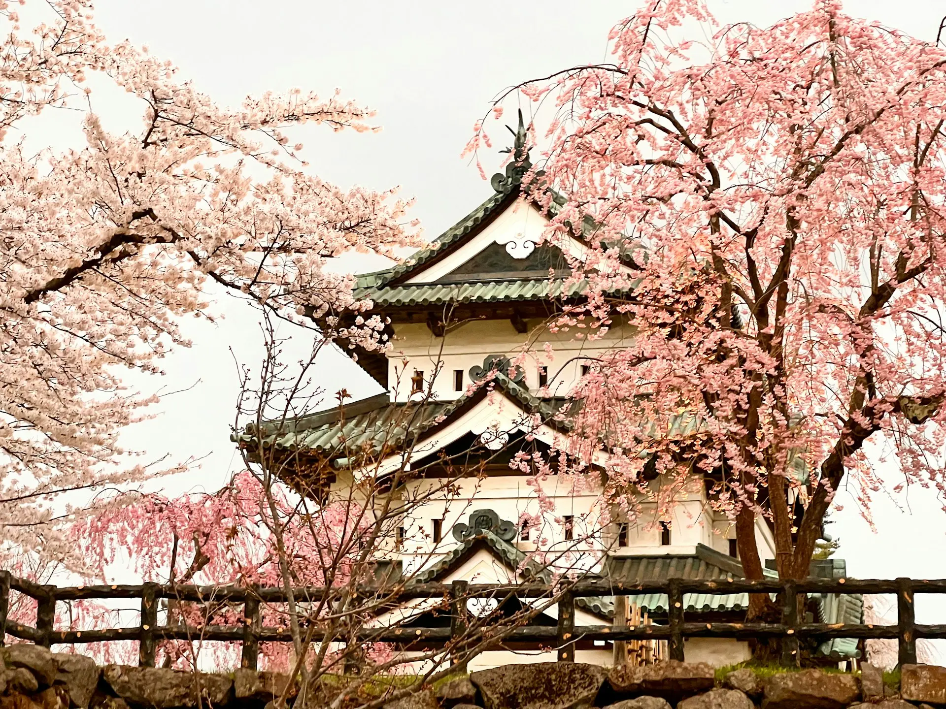 a tall white building with a tree in front of it