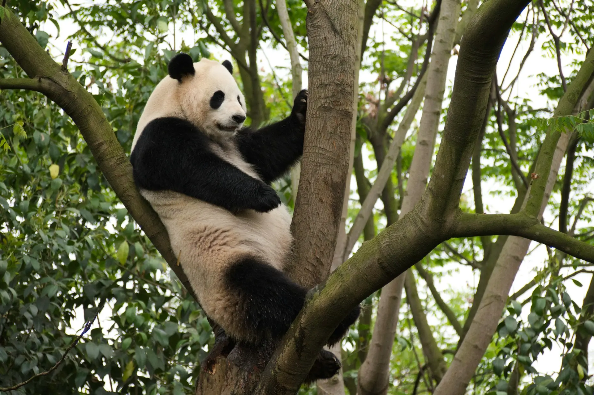 panda on tree branch during daytime