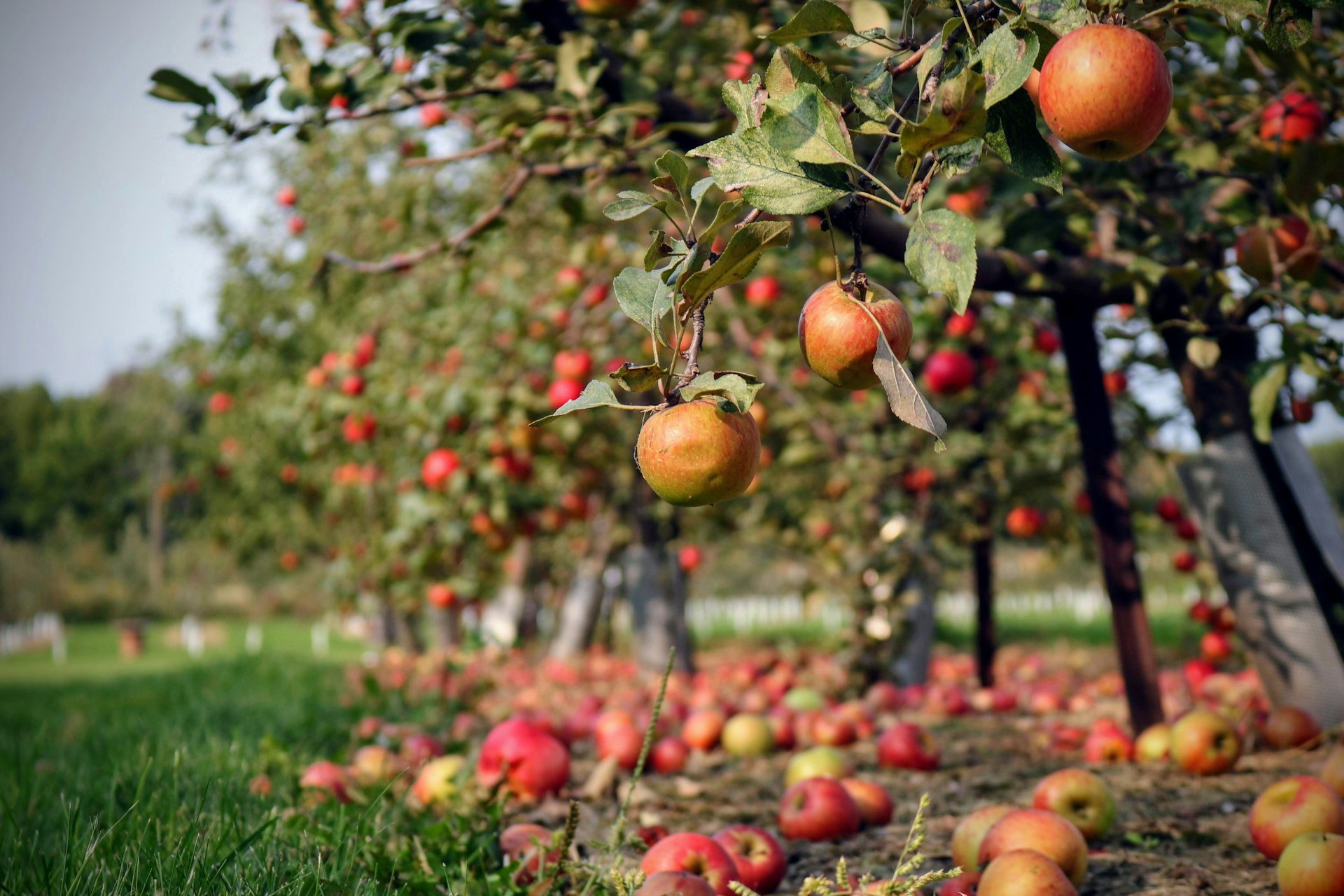 orange fruit on green grass during daytime
