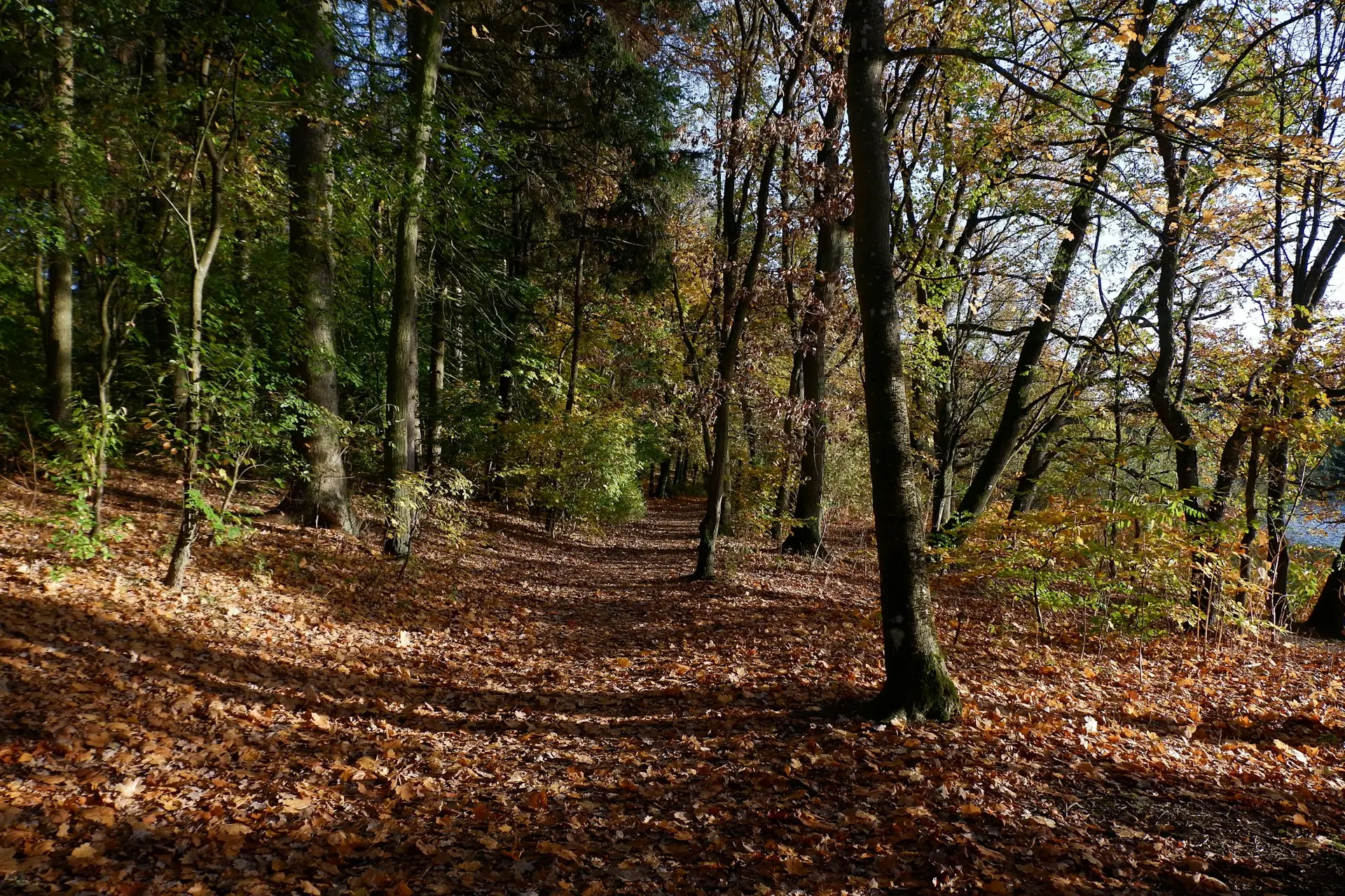 A truck is parked in the middle of a wooded area