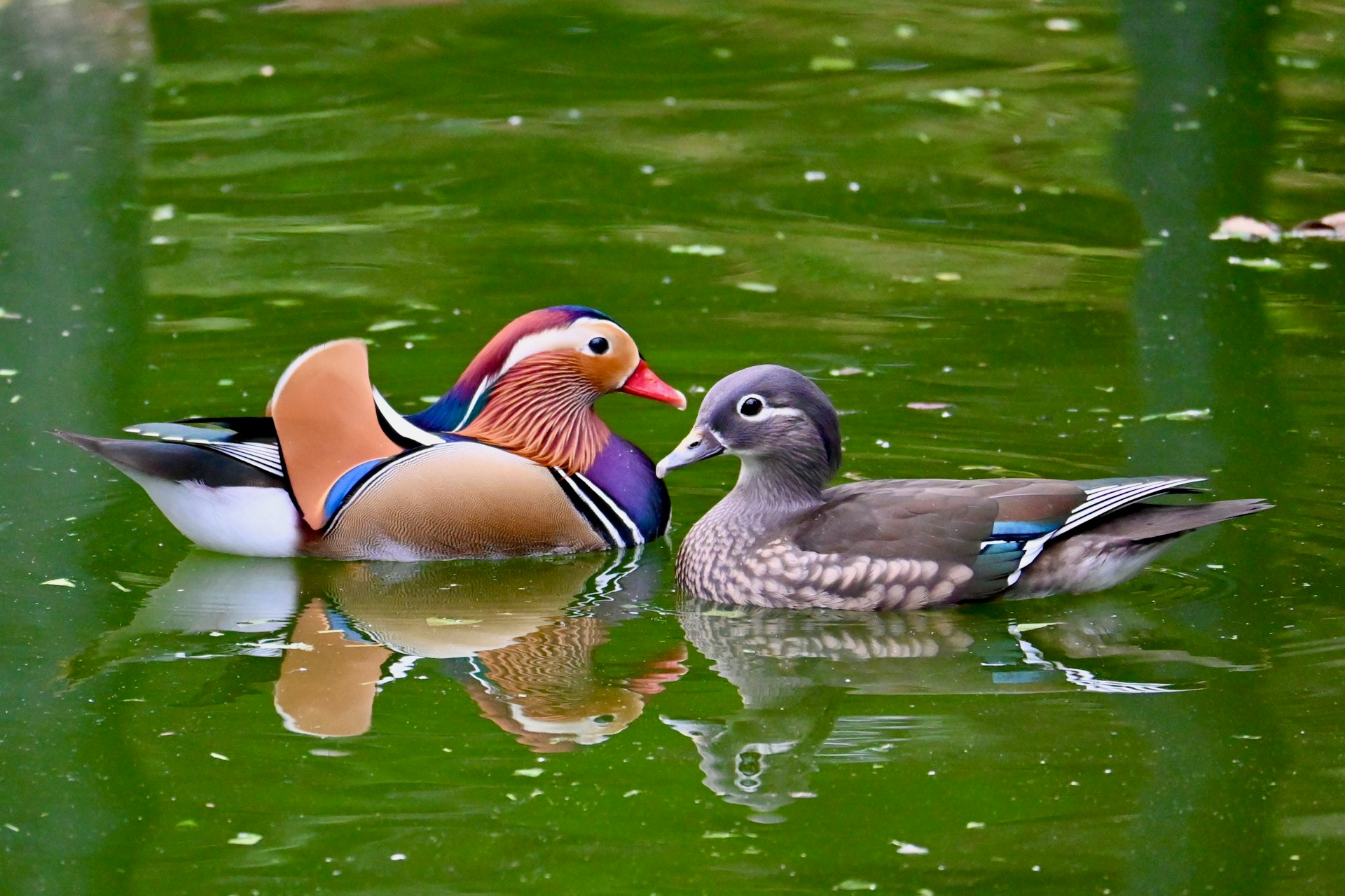 A couple of ducks floating on top of a lake