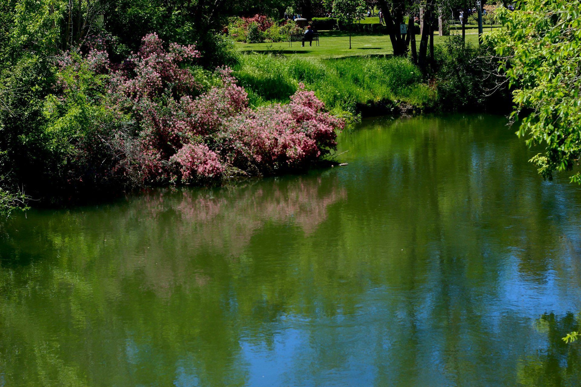 a body of water surrounded by trees and bushes