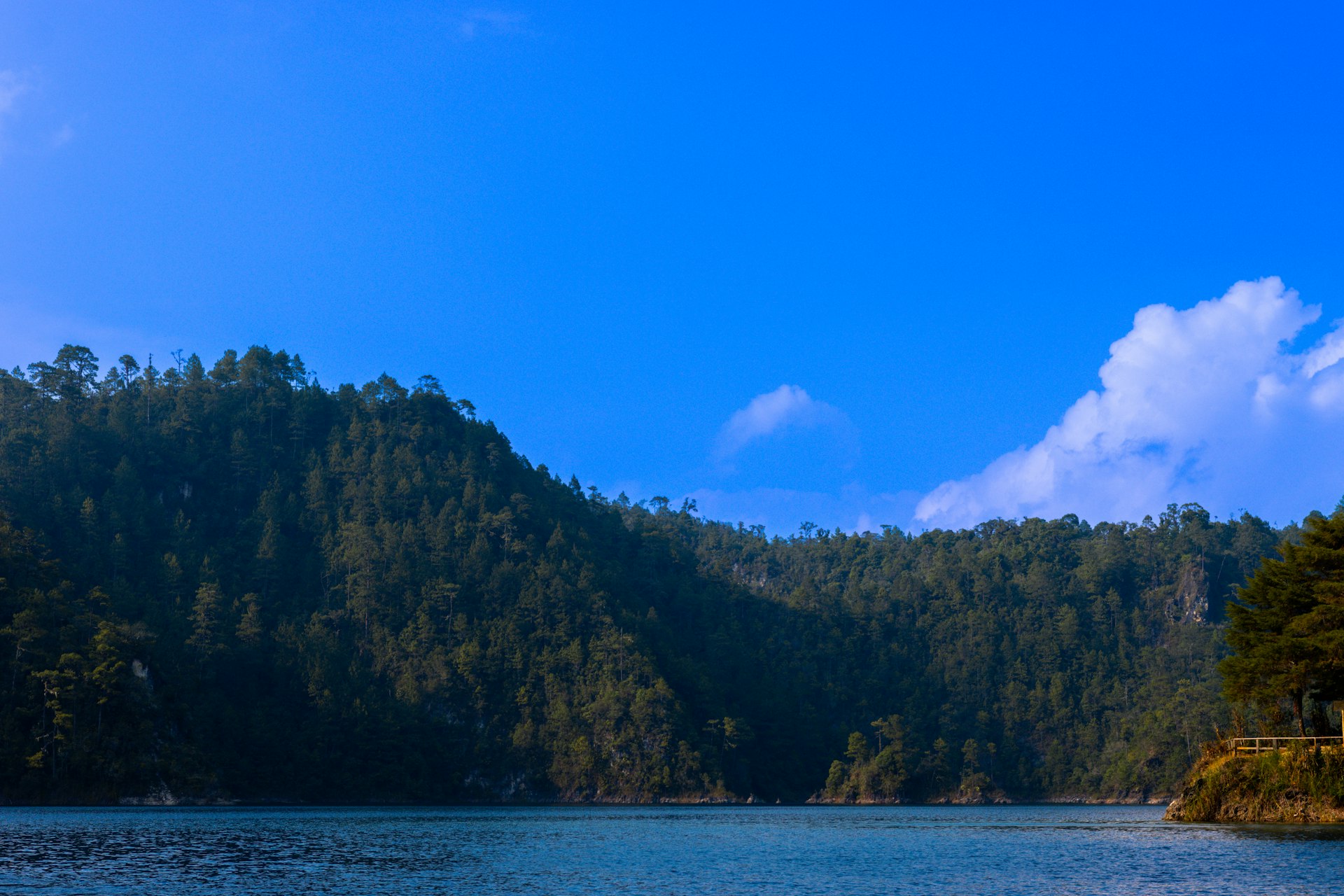 a body of water surrounded by a forest