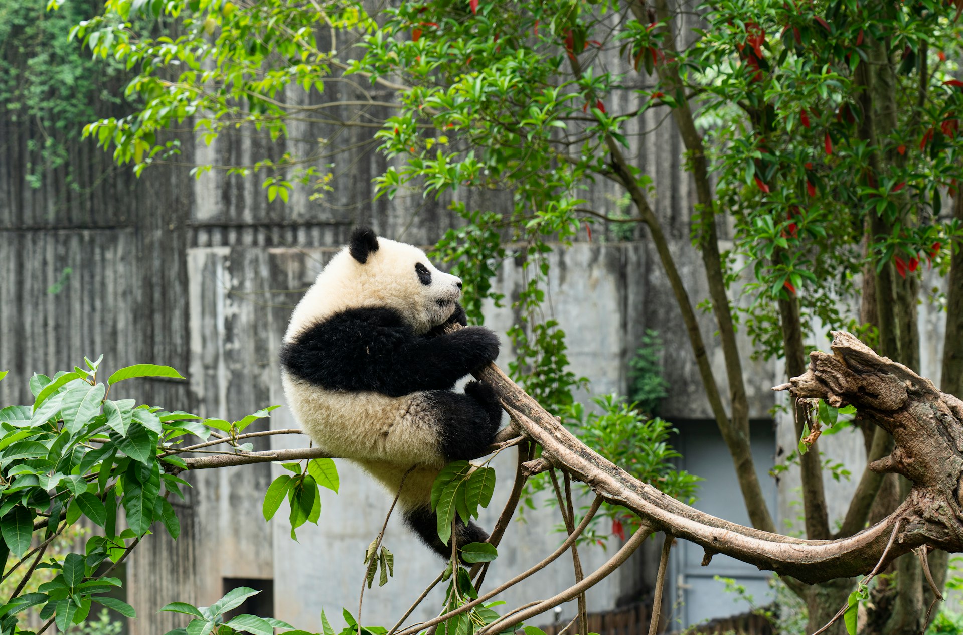 a panda bear sitting on top of a tree branch
