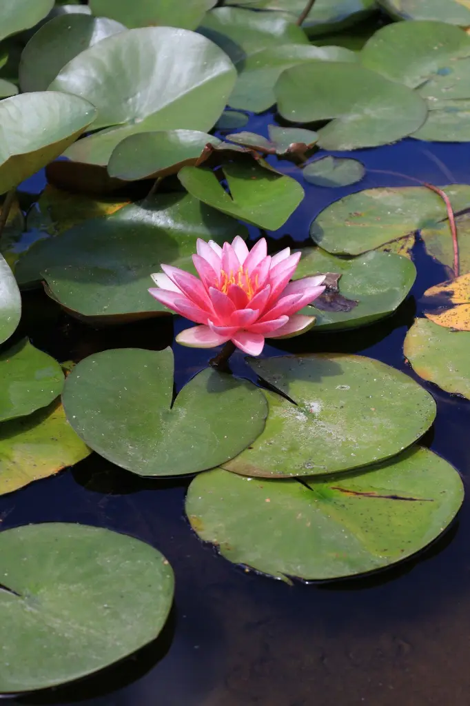 unsplash_9dCKDOwG84w_lotus Botanical Garden.webp