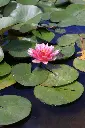 unsplash_9dCKDOwG84w_lotus Botanical Garden.webp