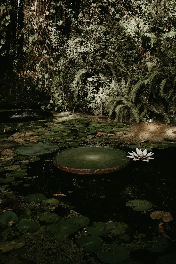 unsplash_A7eraAAaMfw_lotus Botanical Garden.webp.jpg