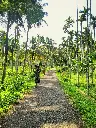 unsplash_Mt5jVH-8tYo_Kerala.webp.jpg.jpg