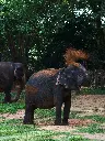 unsplash_R7QSn5dn6Ok_Pinnawala .webp