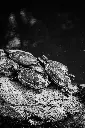 unsplash_GTGYd5w0WUs_Pinnawala .webp.jpg.jpg.jpg.jpg