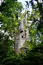 unsplash_UDsHYyy9KdM_Waipoua forest.webp