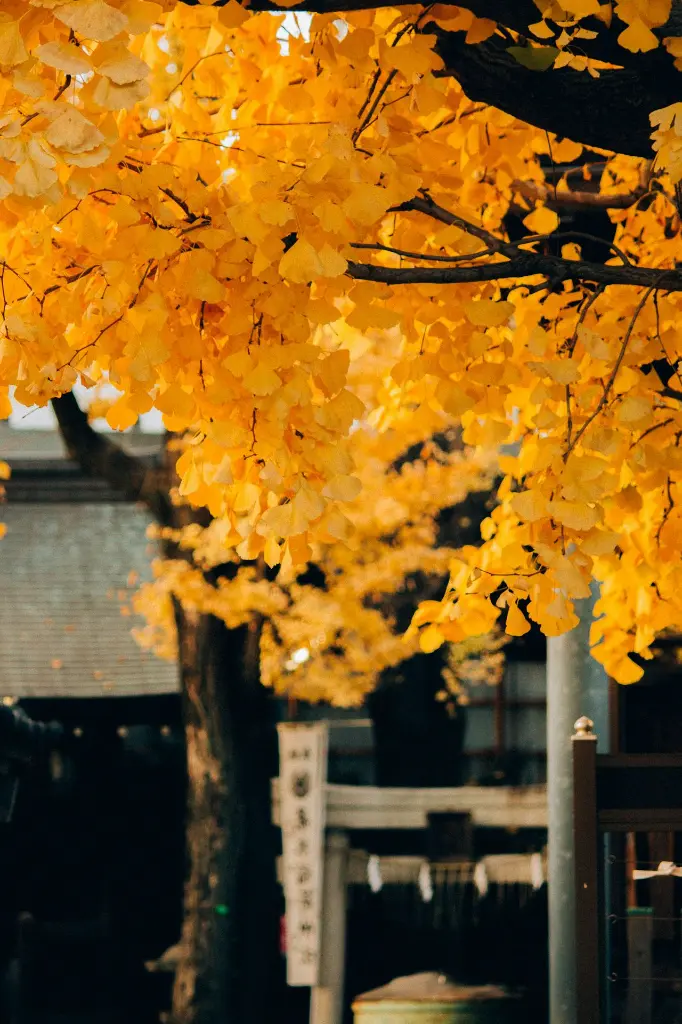 unsplash_OnSRBSlWpcc_Japan.webp.jpg
