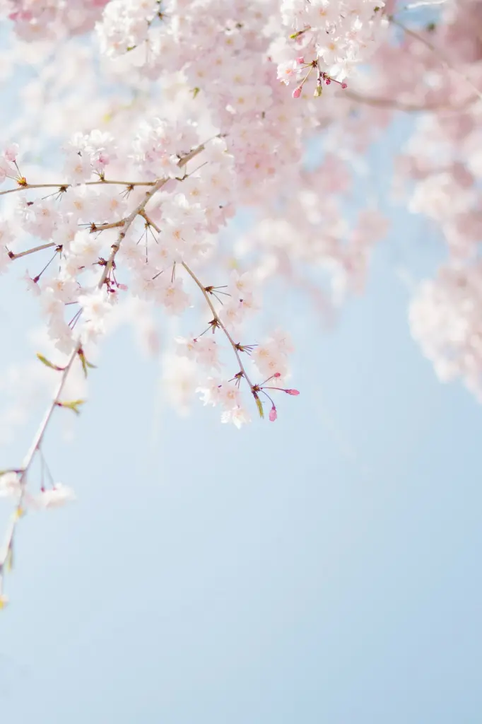 unsplash_eriuKJwcdjI_Japan.webp.jpg.jpg