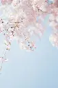 unsplash_eriuKJwcdjI_Japan.webp.jpg.jpg