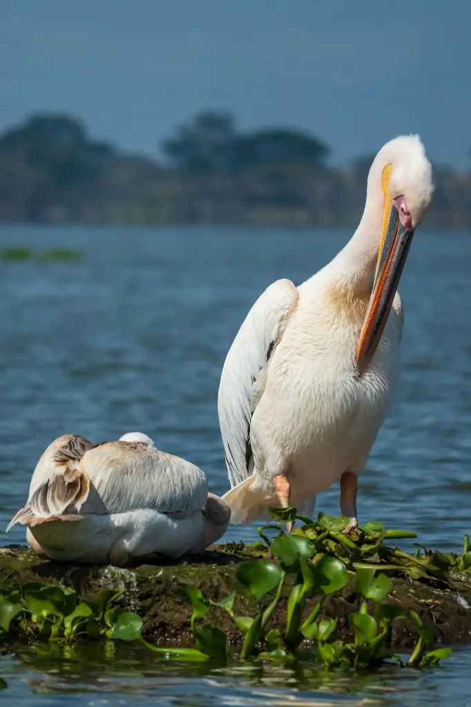 unsplash_HqOX0wDoBSU_Amboseli.webp.jpg.jpg