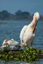 unsplash_HqOX0wDoBSU_Amboseli.webp.jpg.jpg