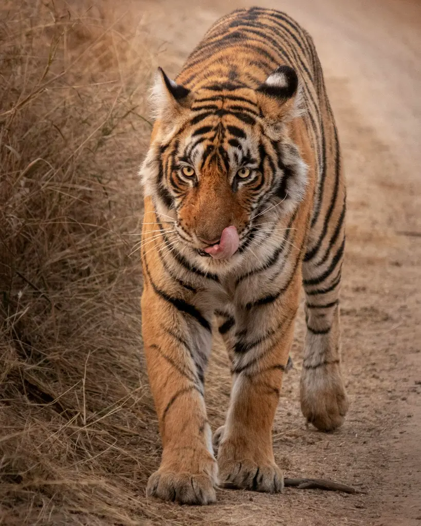 unsplash_8mjS9Cv81lg_Jaipur.webp.jpg.jpg