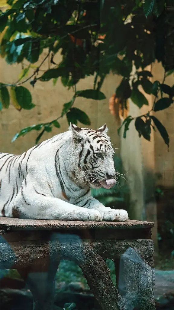 unsplash_SkdiQ1TAJ2E_Lingaraj.webp.jpg.jpg