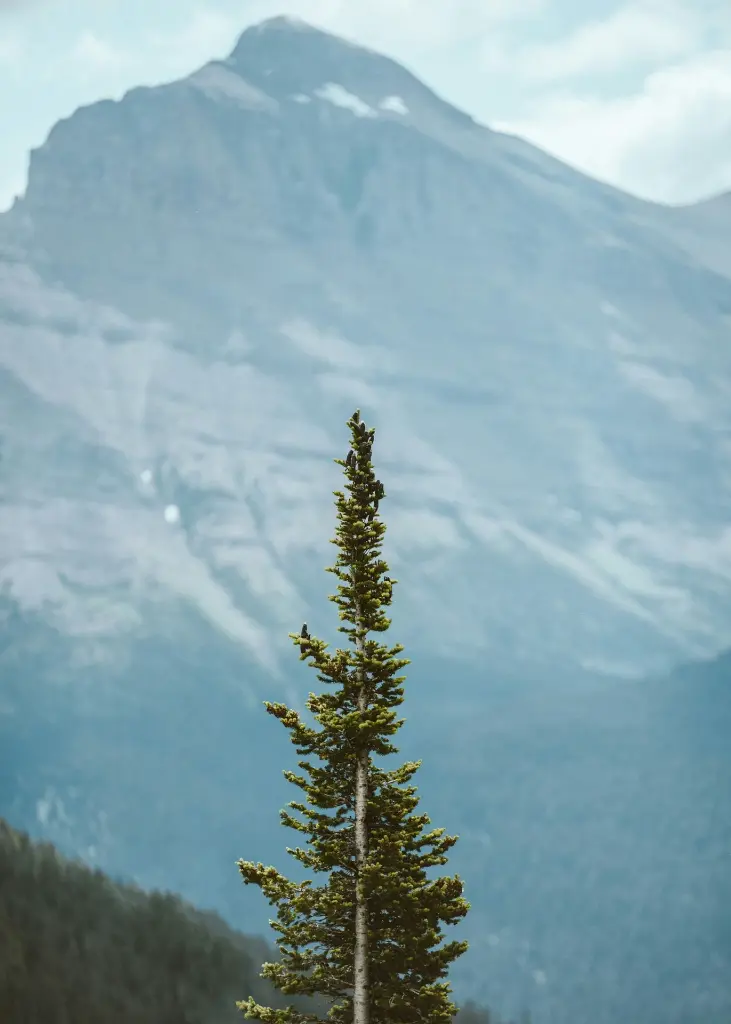 unsplash_Dhoxh0Z7aSI_Padmaja Naidu.webp.jpg