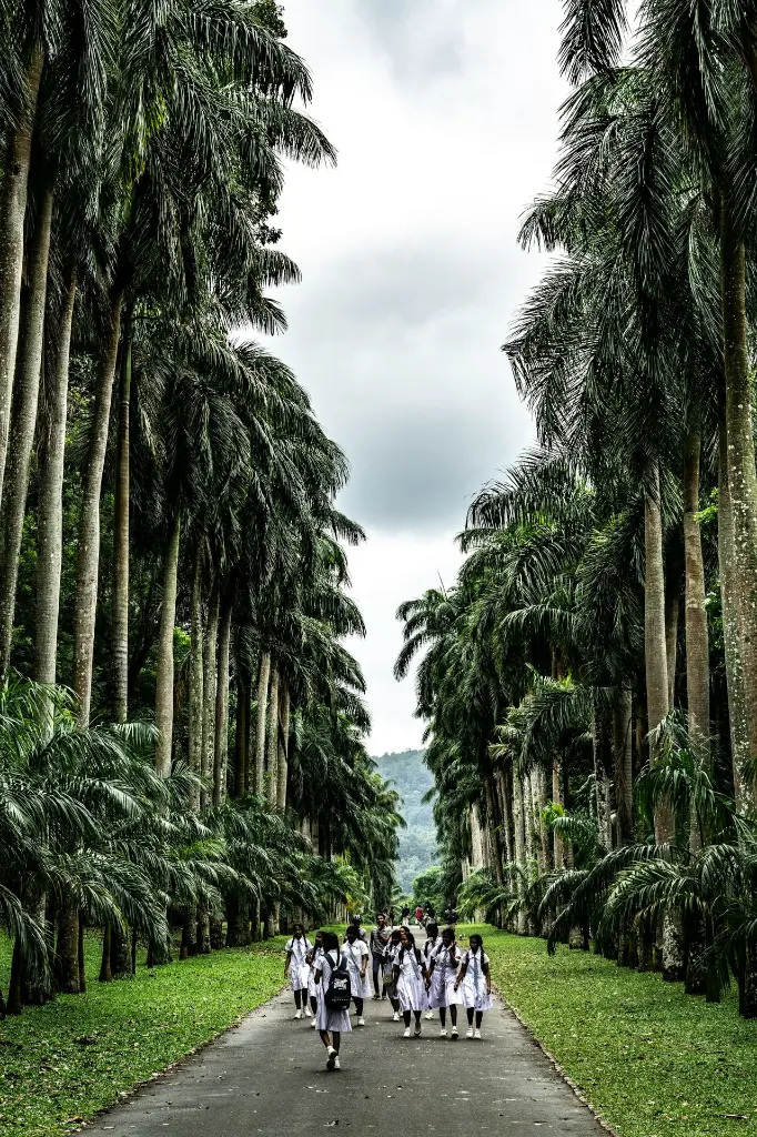 unsplash_9KhSUA7h3VM_Sri Lanka.webp
