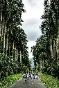 unsplash_9KhSUA7h3VM_Sri Lanka.webp