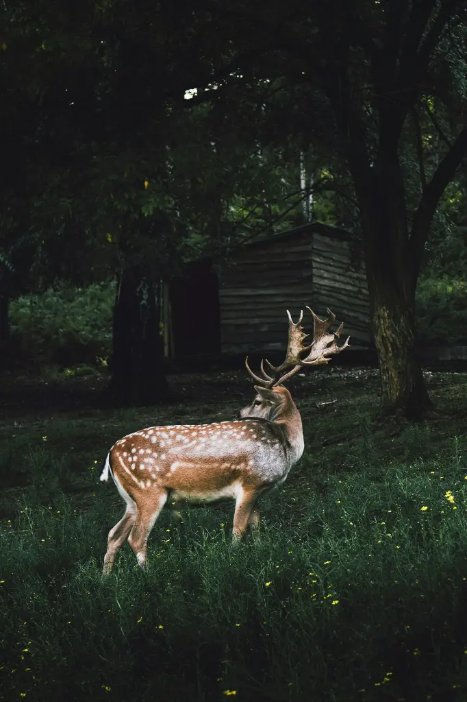 unsplash_e9WHTFTQfKU_wildlife.webp