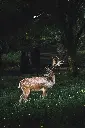 unsplash_e9WHTFTQfKU_wildlife.webp