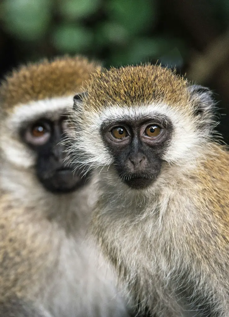 unsplash_rTEt2xxdOvI_wildlife.webp.jpg