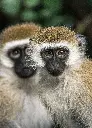 unsplash_rTEt2xxdOvI_wildlife.webp.jpg