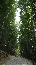 unsplash_bCvYLDV3CV4_Nijubashi Bridge.webp.jpg.jpg.jpg.jpg.jpg.jpg.jpg.jpg.jpg.jpg
