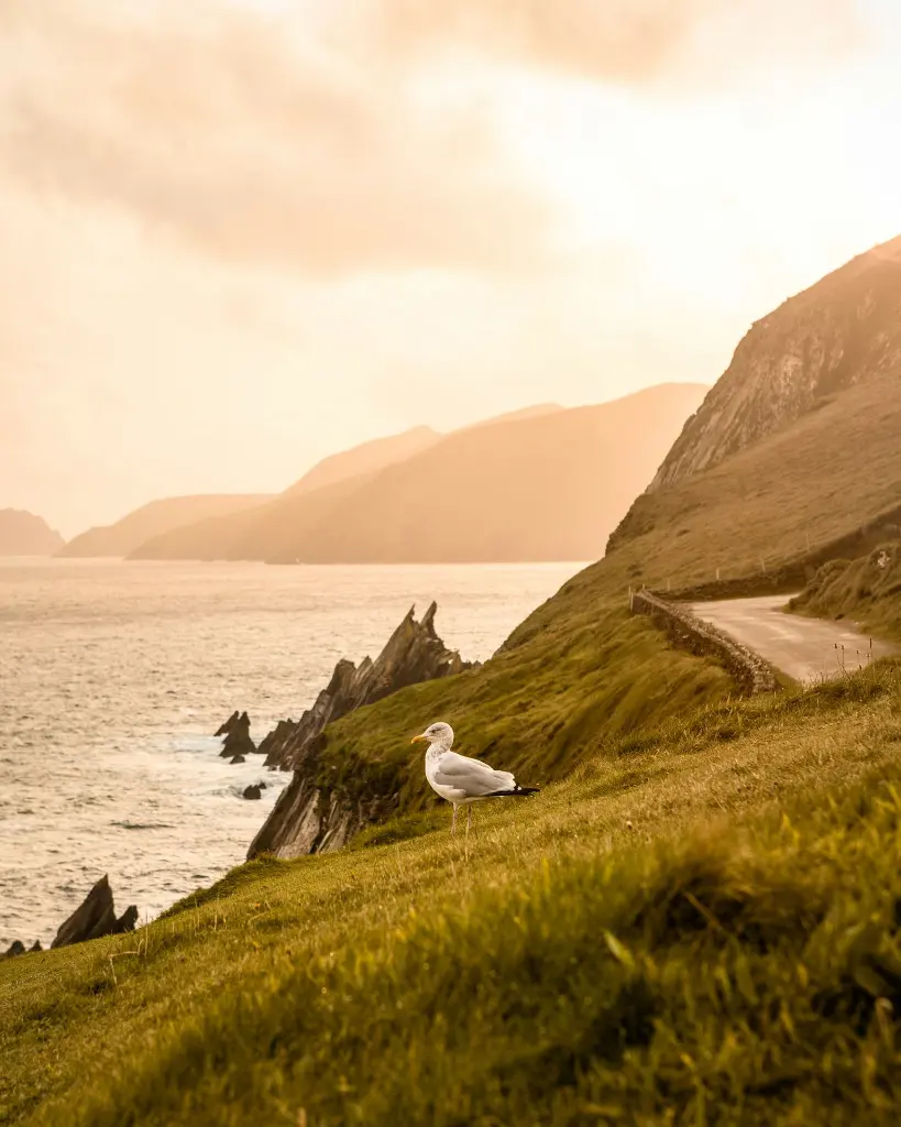 unsplash_giUeBnfxPow_Ireland.webp.jpg.jpg.jpg