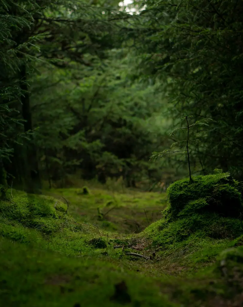 unsplash_F-090HMWOw0_Denmark.webp.jpg.jpg.jpg