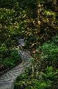unsplash_Rl-g8o3BkP0_rail bridge  forest.webp.jpg.jpg.jpg