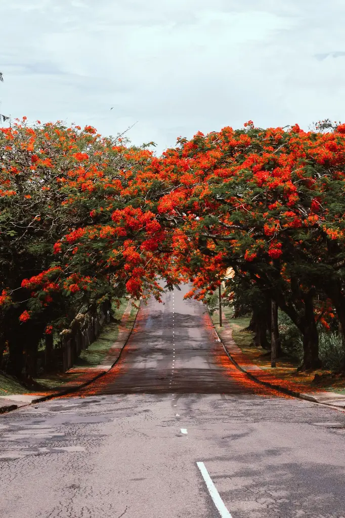 unsplash_c-JfVqxzigY_Fiji.webp.jpg