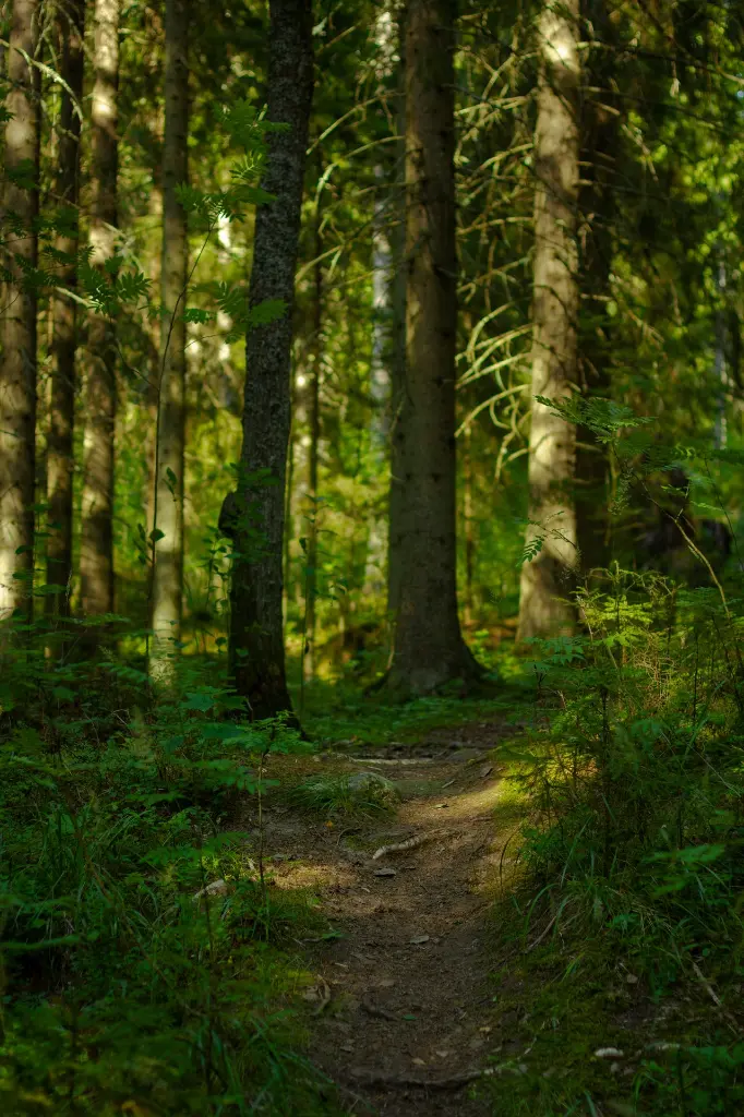 unsplash_r8GBI_ssWjE_Finland.webp.jpg.jpg.jpg.jpg.jpg