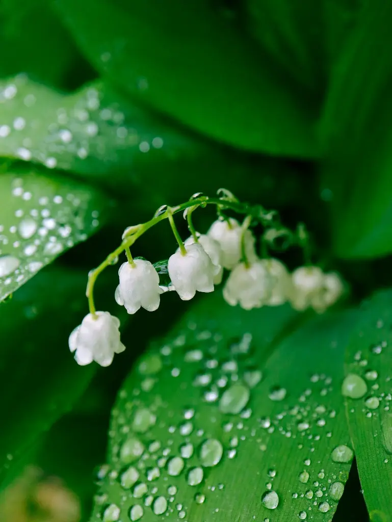 unsplash_obeqMIVcSqU_Valley Flower.webp