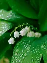 unsplash_obeqMIVcSqU_Valley Flower.webp