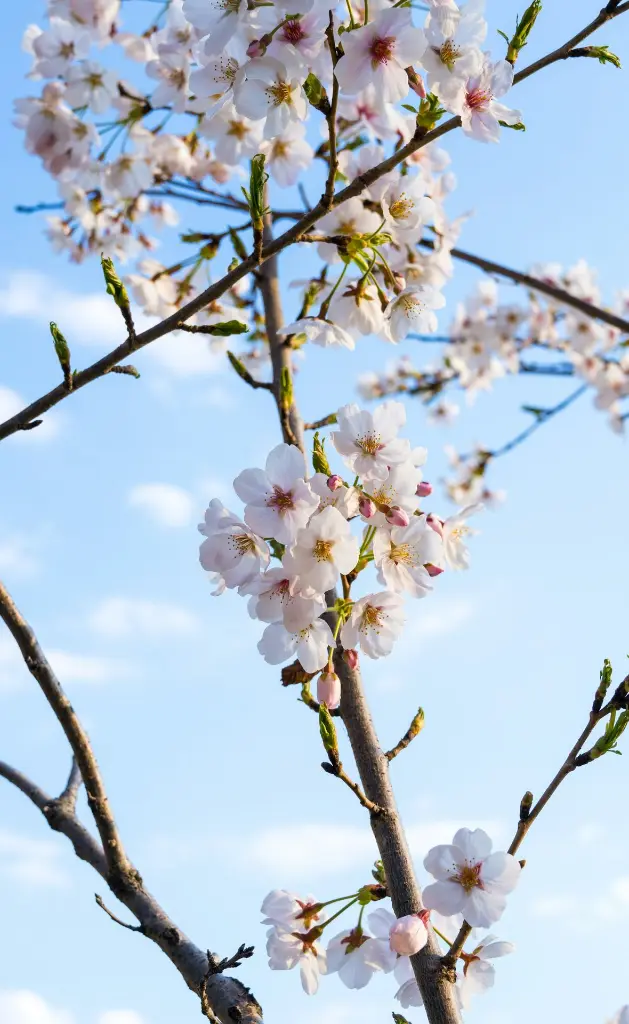 unsplash_UwYQnVVFlnM_South Korea.webp.jpg.jpg.jpg.jpg