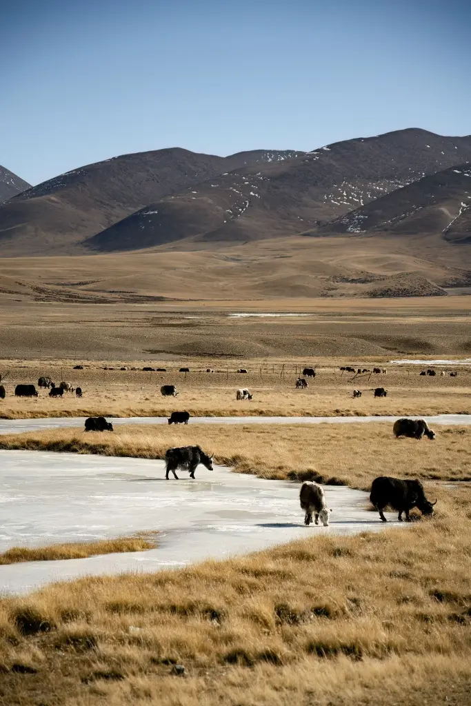 unsplash_YG8N4MRW76w_Tibet.webp.jpg