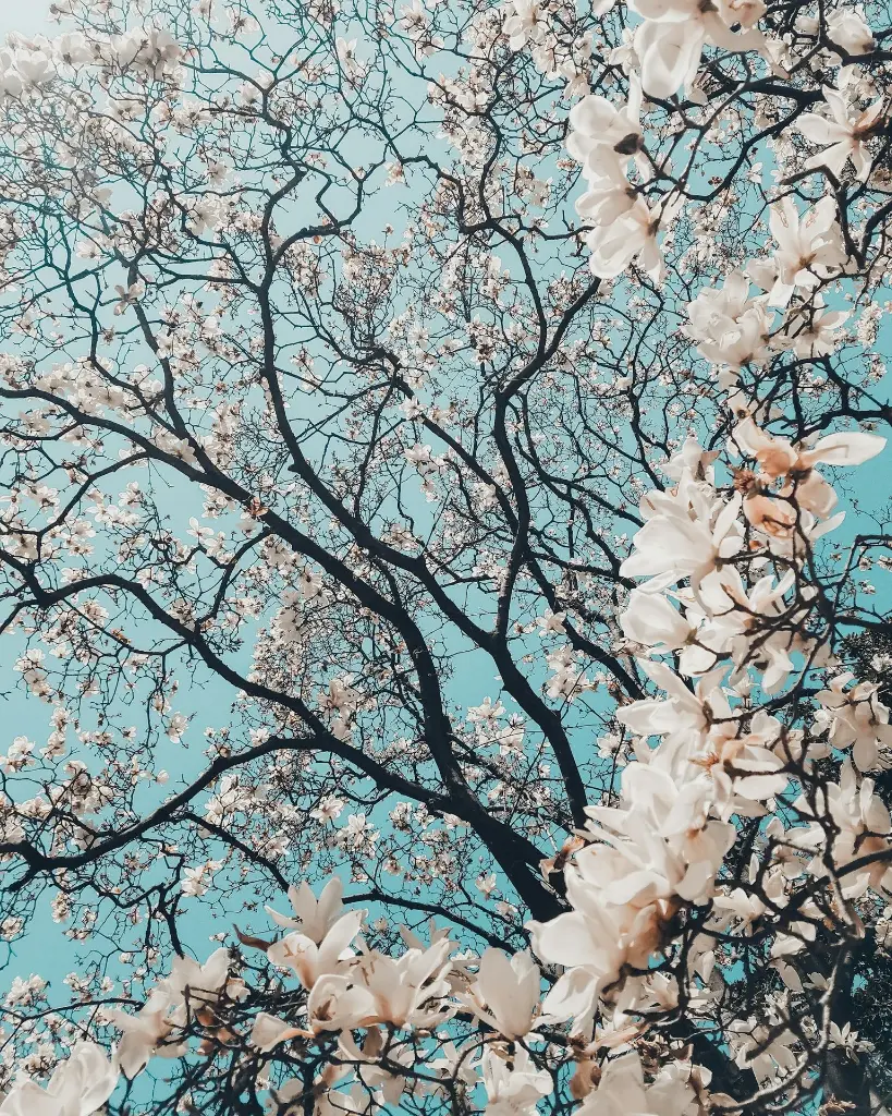 unsplash_7NBO76G5JsE_Japan.webp.jpg.jpg.jpg.jpg