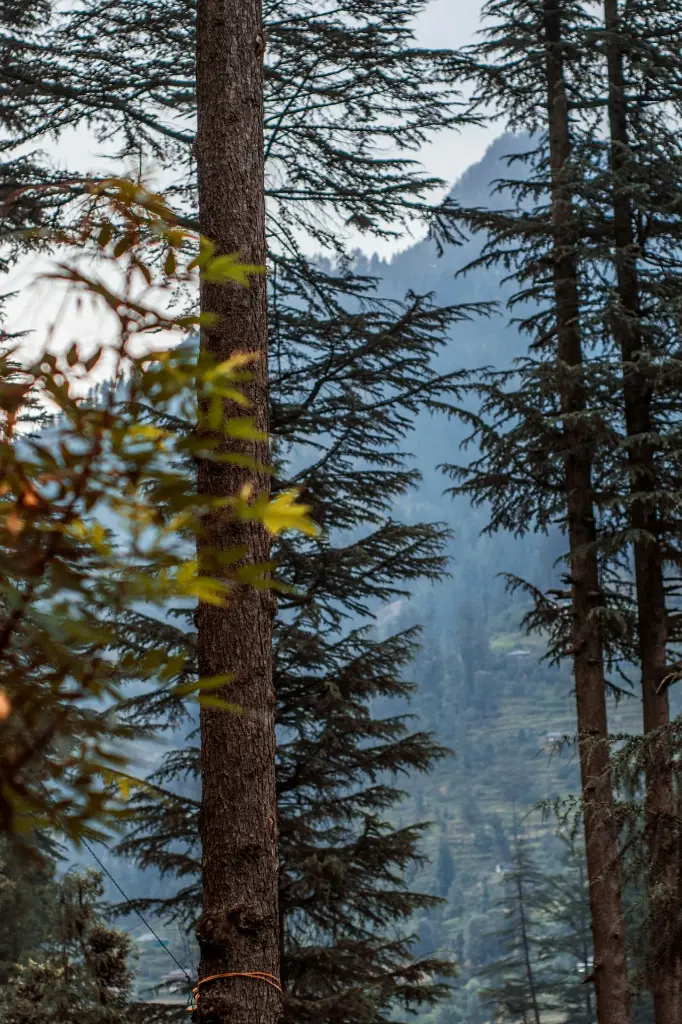 unsplash_kjY9LP-fzyU_Arunachal Pradesh.webp.jpg.jpg.jpg.jpg