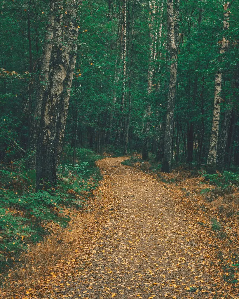 unsplash_ugOgx_MJ_T0_Sweden.webp.jpg.jpg.jpg