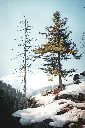 unsplash_ppiT2a8MXjs_Gulmarg.webp