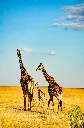 unsplash_2n3tcXLZjxg_Kenya.webp