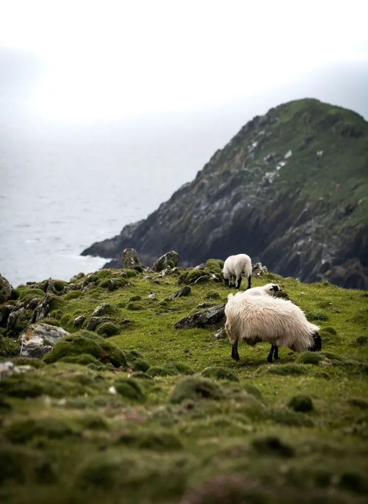 unsplash_Jqy0GVqEYAY_Ireland.webp.jpg.jpg.jpg.jpg