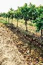 unsplash_mtJpJ3TRTdg_Sula Vineyards.webp