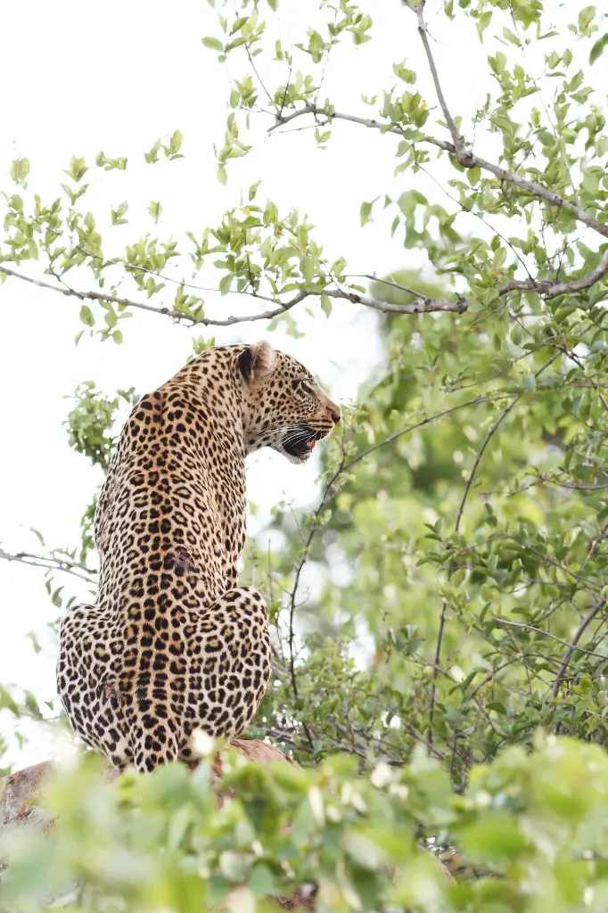 unsplash_UjBG1_w5wtk_leopard.webp